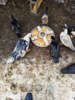 vand sau schimb rate mute  - imagine 4