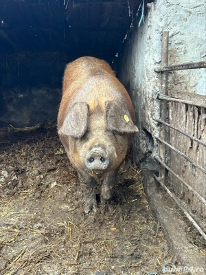 vand porc duroc - imagine 2