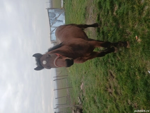 Vand manz 1 an 10 luni ff bland 