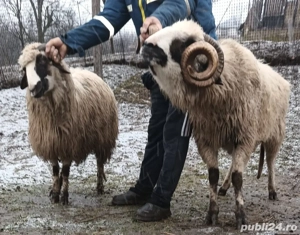 Oi breze și metis  - imagine 2