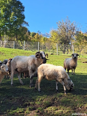 Oi breze și metis  - imagine 3