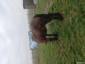 Vand manz 1 an 10 luni ff bland  - imagine 2