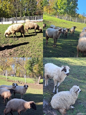 Oi breze și metis  - imagine 5