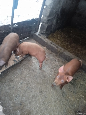 3 purcelușe duroc originali din montă pură 