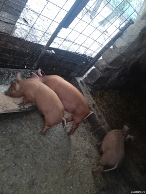 3 purcelușe duroc originali din montă pură  - imagine 3