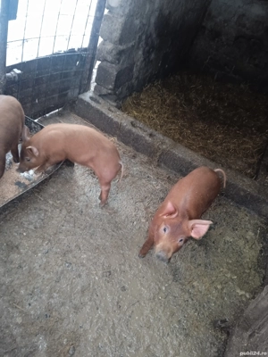 3 purcelușe duroc originali din montă pură  - imagine 2