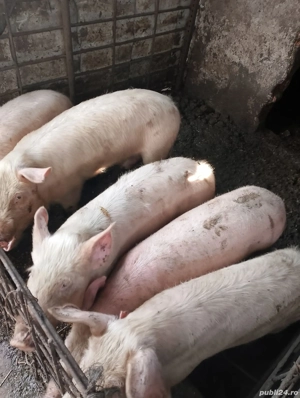 purcei 700 ron buc 40,45 kg 