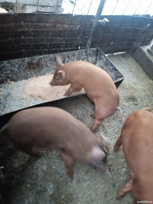 3 purcelușe duroc originali din montă pură  - imagine 3