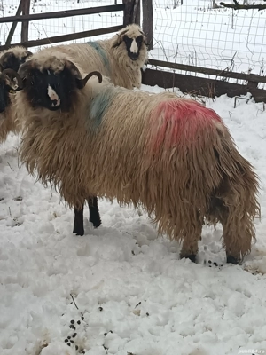 Vând mior   - imagine 5