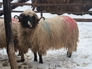 Vând mior   - imagine 3