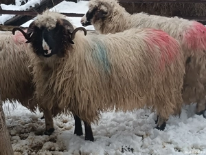 Vând mior   - imagine 2