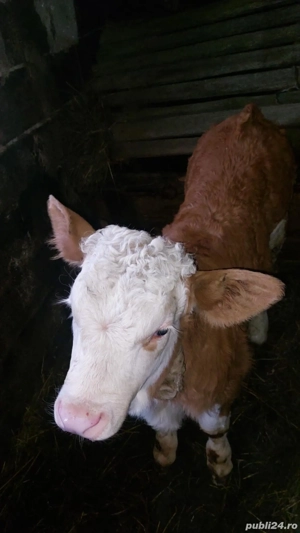 Vitel de Vanzare!