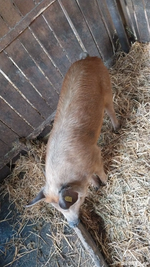 Purcica de vânzare!