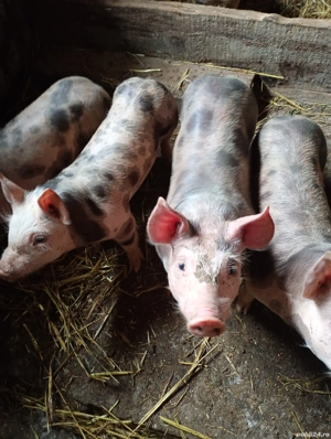 Purcei (petrani) - imagine 2