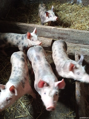 Purcei (petrani) - imagine 3