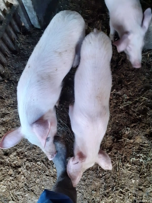 Purcei de vânzare - imagine 2