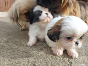 1 fetită si 1 băiat