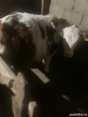 vand un tauras si o vitea 