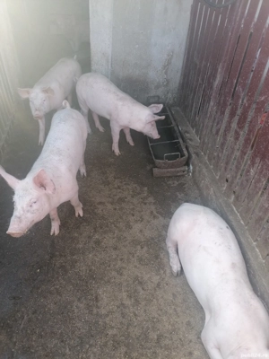 Vând purcei 50-70kg și purcea mare. 