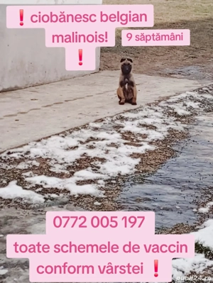 Căței ciobanesc belgian malinois disponibili - imagine 5