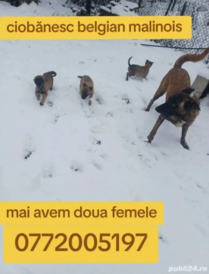 Căței ciobanesc belgian malinois disponibili - imagine 2