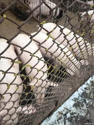 Porci rasa de carne - imagine 2