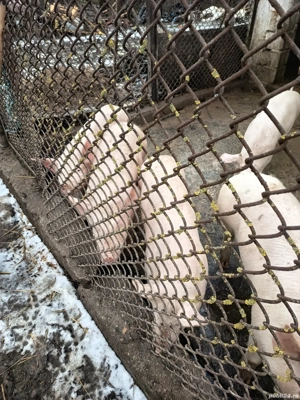 Porci rasa de carne - imagine 4