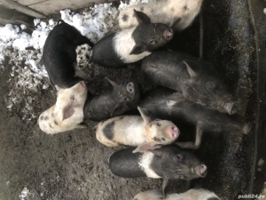 Vând purcei de saminta  - imagine 3