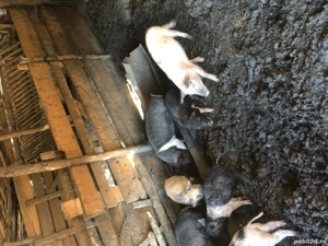 Vând purcei de saminta 