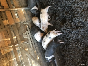 Vând purcei de saminta  - imagine 2