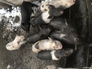 Vând purcei de saminta  - imagine 4