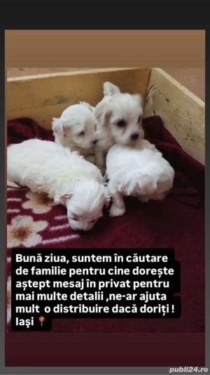 pui bichon de vânzare 