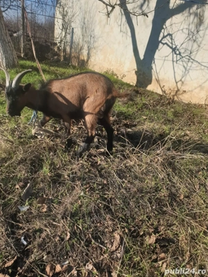 tapisor alpin francez - imagine 2