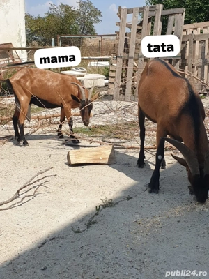 tapisor alpin francez - imagine 3