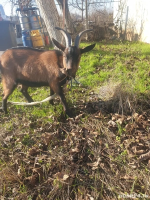 tapisor alpin francez - imagine 4