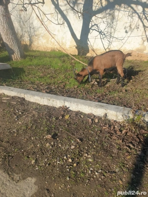 tapisor alpin francez - imagine 5