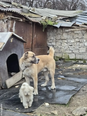 Vand Ciobanesc de Asia Centrală - imagine 4