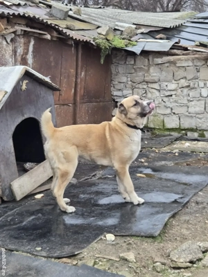 Vand Ciobanesc de Asia Centrală - imagine 3