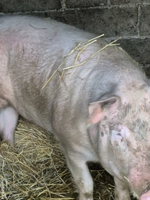 De vânzare  - imagine 3