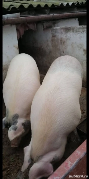 Vând porci grași  - imagine 2