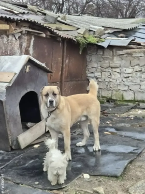 Vand Ciobanesc de Asia Centrală