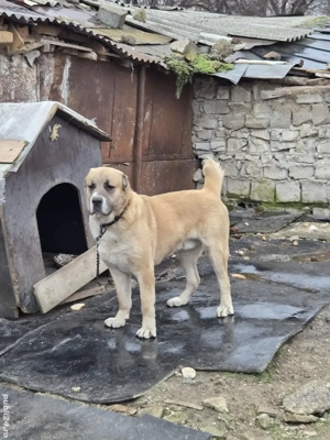 Vand Ciobanesc de Asia Centrală - imagine 5