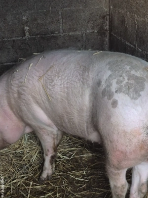 De vânzare  - imagine 4