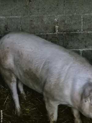 De vânzare  - imagine 2