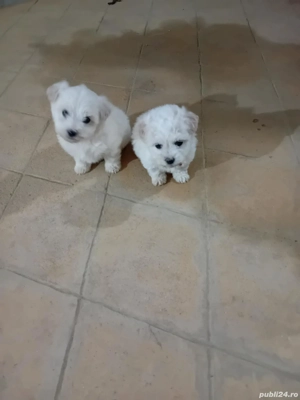 Când căței bichon  - imagine 5