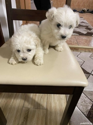 Când căței bichon  - imagine 2