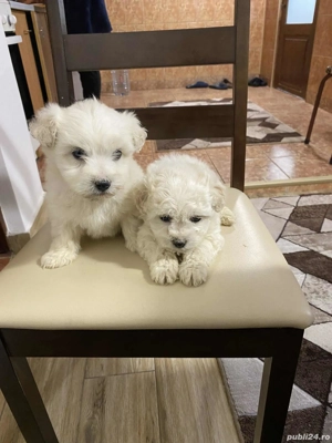 Când căței bichon  - imagine 3