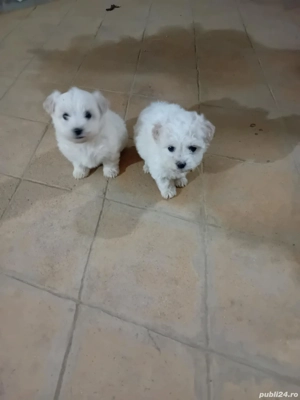 Când căței bichon  - imagine 4