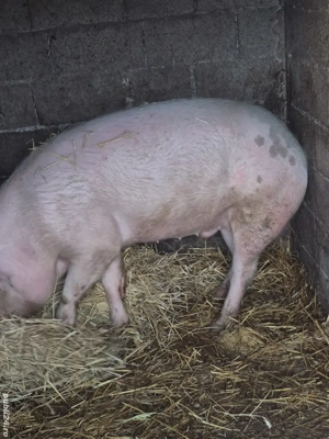 De vânzare  - imagine 4