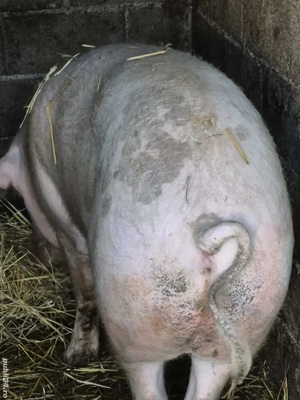 De vânzare  - imagine 5